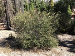 Ceanothus integerrimus