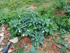 Datura