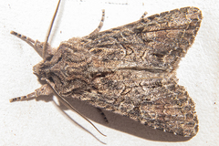Ichneutica mutans