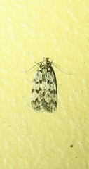 Barea eucapnodes