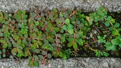 Euphorbia thymifolia