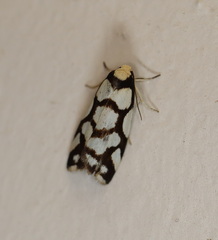 Scaptesyle dichotoma