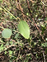 Ceanothus integerrimus