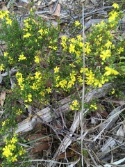 Hibbertia riparia