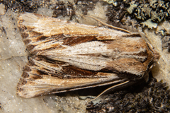 Ichneutica paracausta