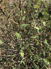 Ceanothus integerrimus