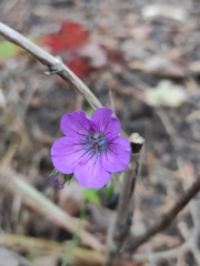 Geranium