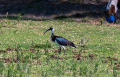 Threskiornis spinicollis
