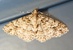 Myrioblephara desumpta