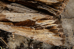 Ichneutica paracausta