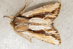 Ichneutica paracausta