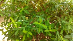 Alstonia scholaris