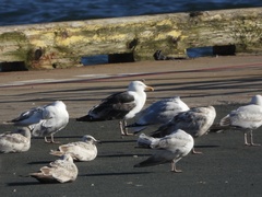 Larus marinus