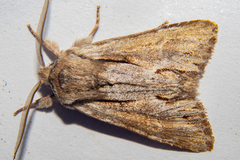 Ichneutica paracausta