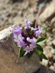 Ziziphora clinopodioides