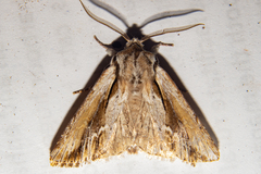 Ichneutica paracausta