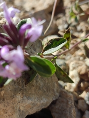 Ziziphora clinopodioides