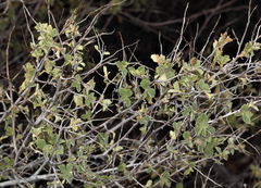 Holodiscus discolor microphyllus