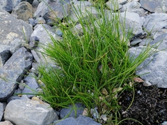 Isolepis cernua
