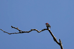 Myzomela sanguinolenta