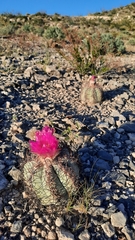 Echinocactus horizonthalonius