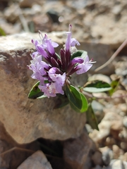 Ziziphora clinopodioides