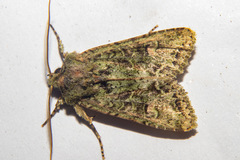 Ichneutica plena