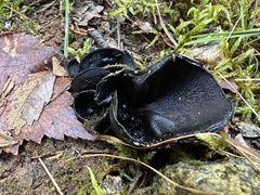 Pseudoplectania nigrella