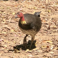 Alectura lathami lathami