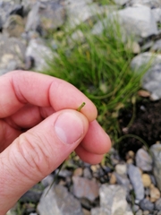 Isolepis cernua
