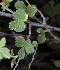Holodiscus discolor microphyllus