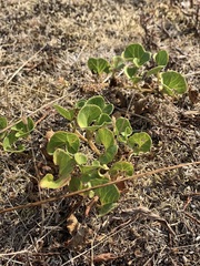 Verbenaceae
