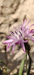 Centaurea aspera