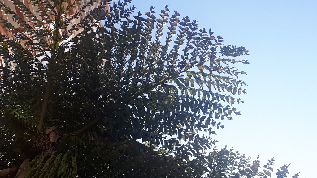 Caryota rumphiana (Caryota rumphiana)