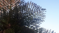 Caryota rumphiana