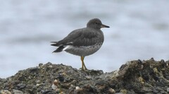 Calidris virgata