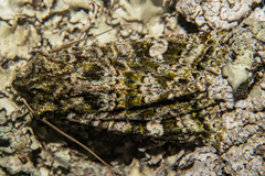 Ichneutica plena