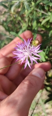 Centaurea aspera