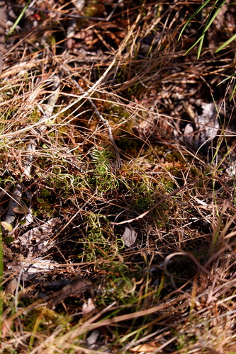 Image of Curly Grass Fern (Schizaea pusilla) by (c) Bonnie Semmling, some rights reserved (CC BY)
