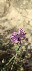 Centaurea aspera