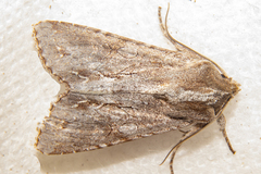 Ichneutica ustistriga