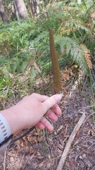 Xanthorrhoea minor minor
