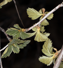 Holodiscus discolor microphyllus