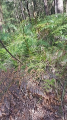 Xanthorrhoea minor minor