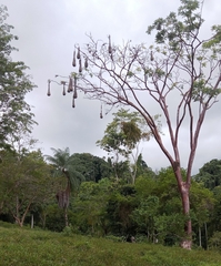 Psarocolius montezuma