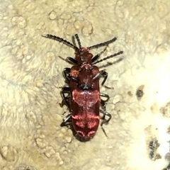 Lemodes coccinea