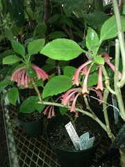 Dermatobotrys saundersii