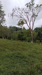 Psarocolius montezuma