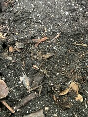 Stigmatomma pallipes