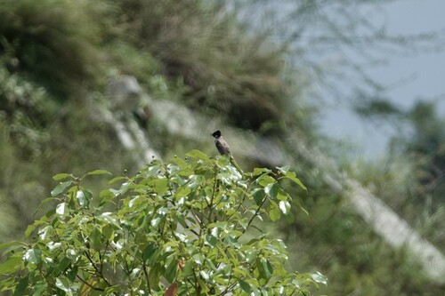 Brown-breasted Bulbul